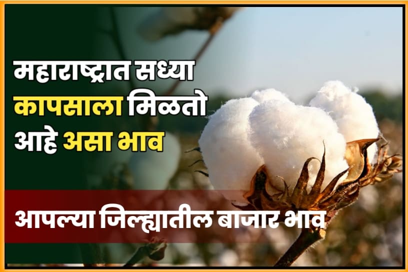 Cotton Price