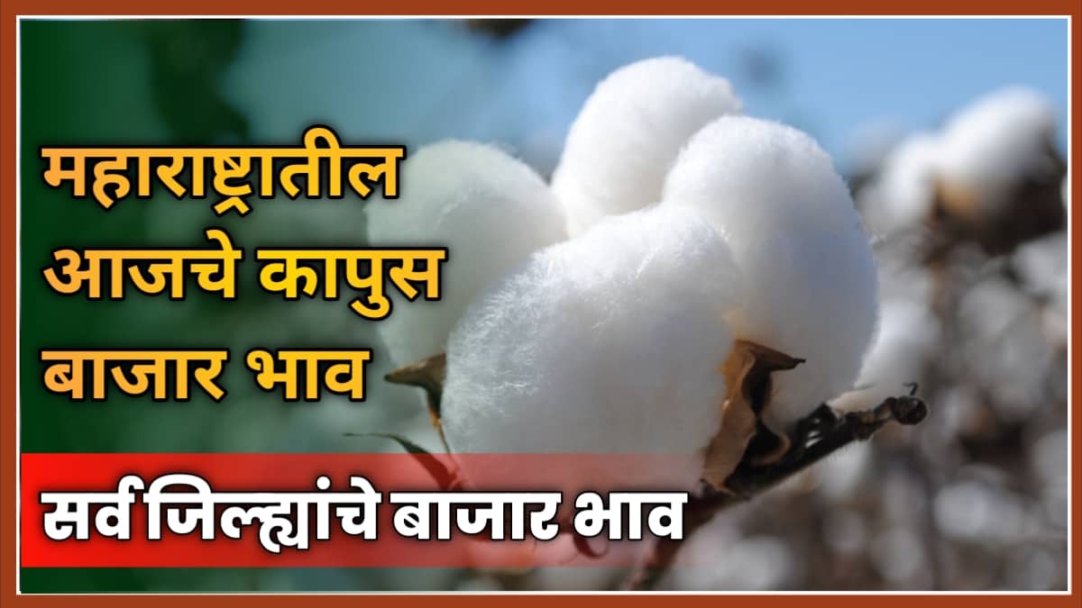 Cotton Price