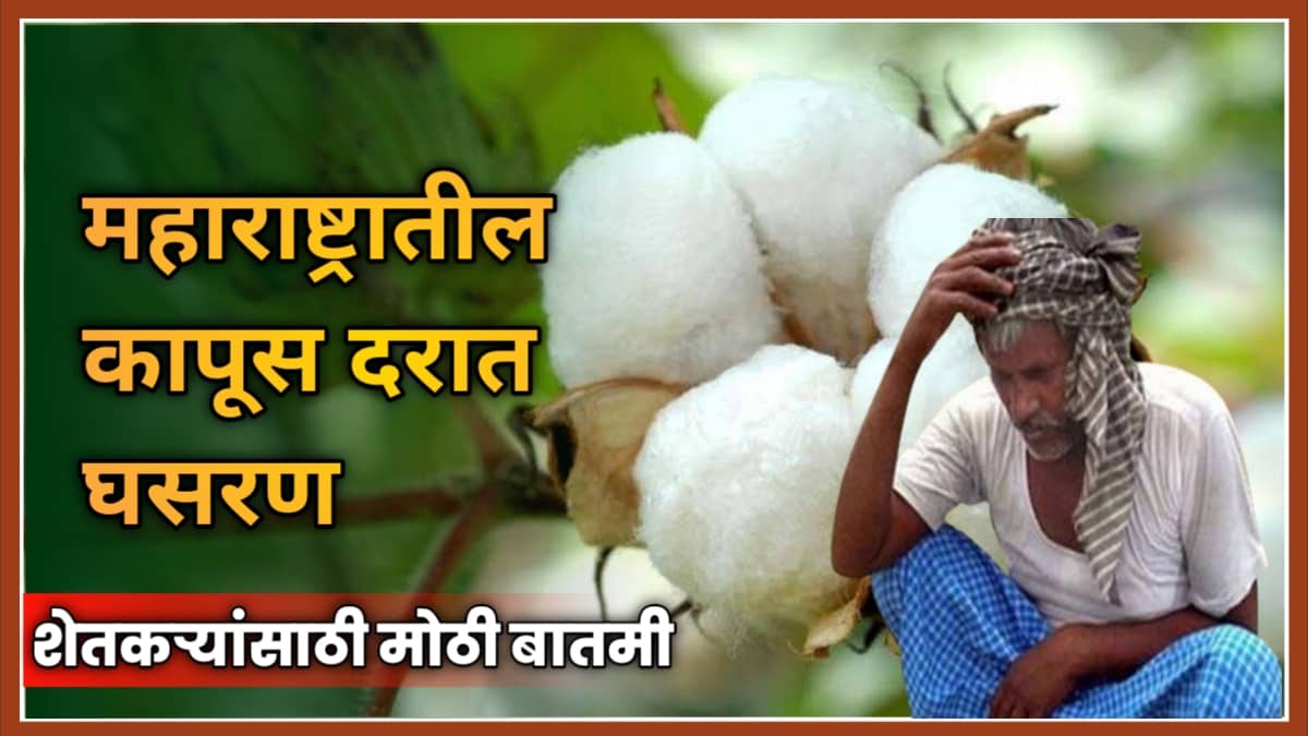 Cotton Price