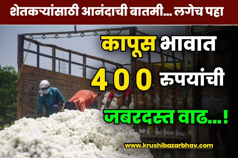 Cotton Price Today