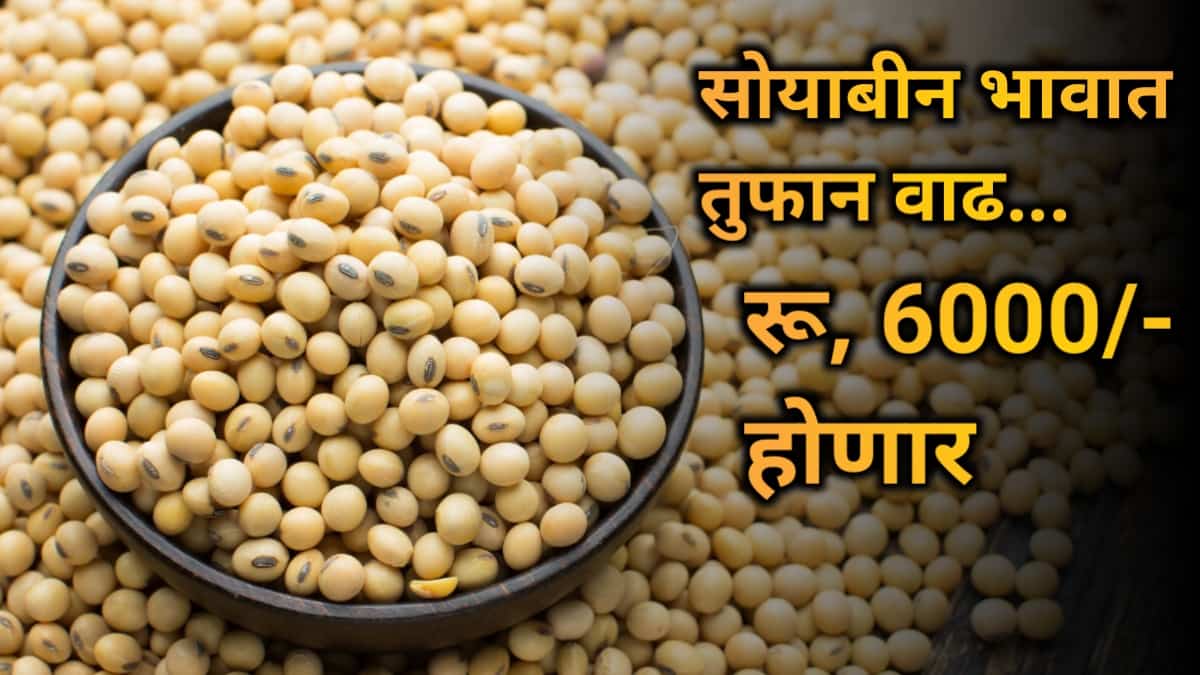 Soyabean Price Today