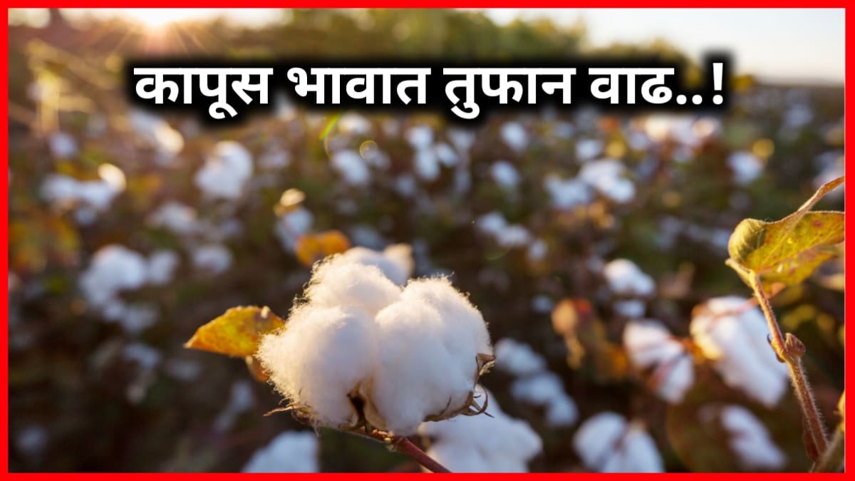 Cotton Price Today