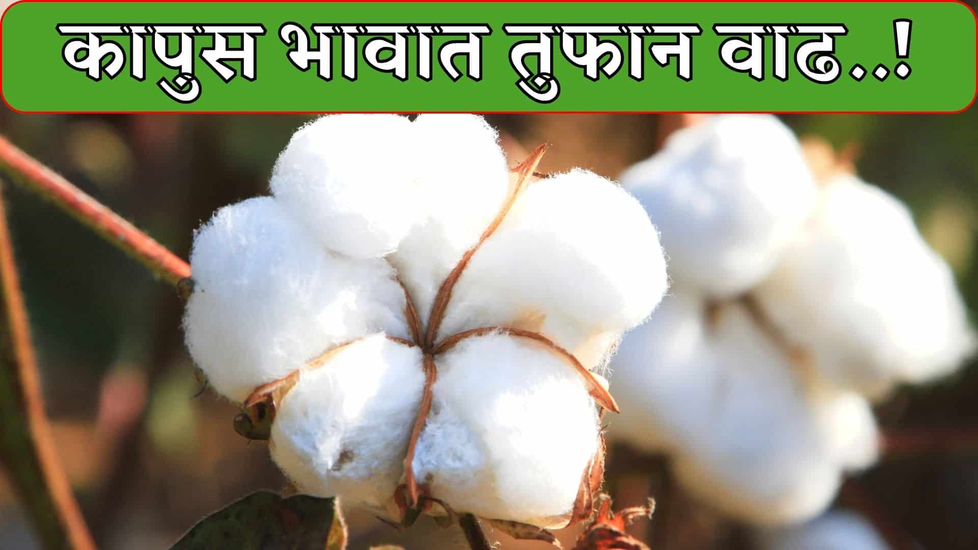 Cotton Price Today