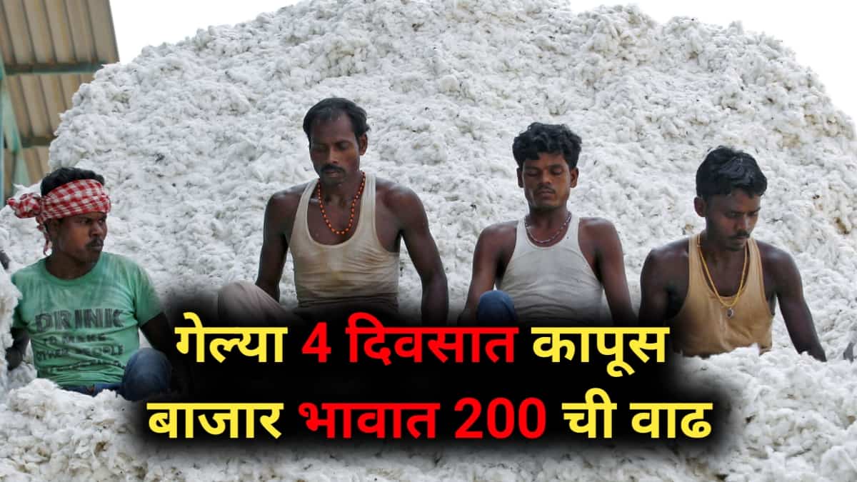 Cotton Price increase