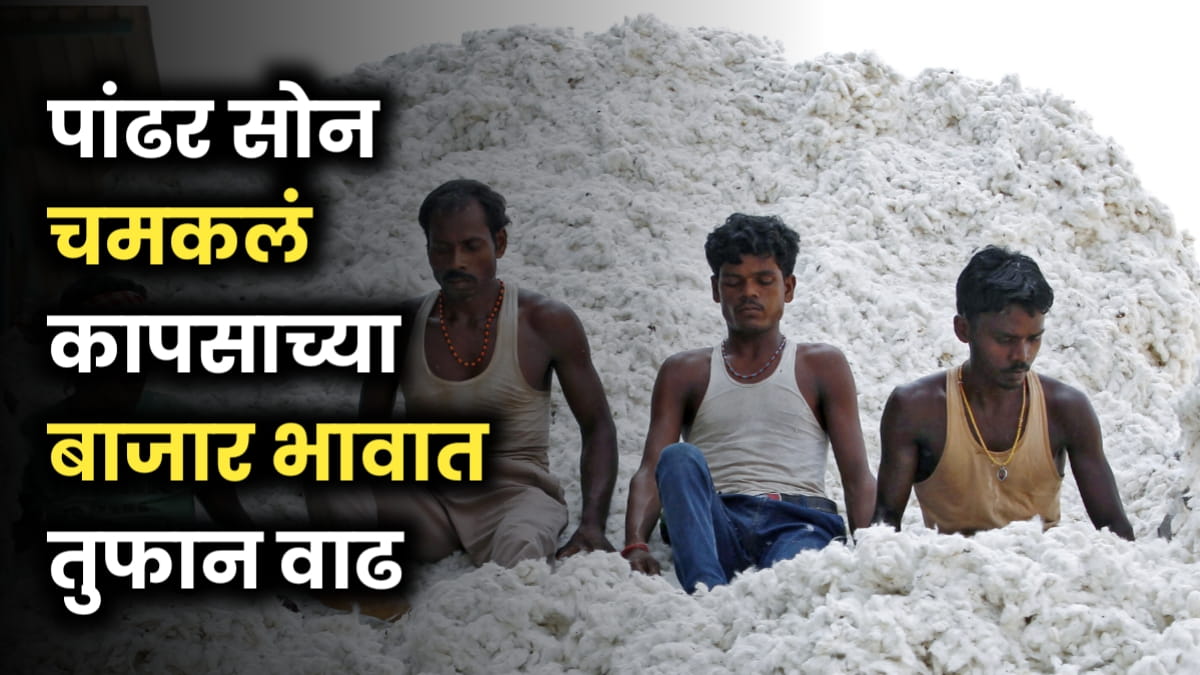 Cotton Price