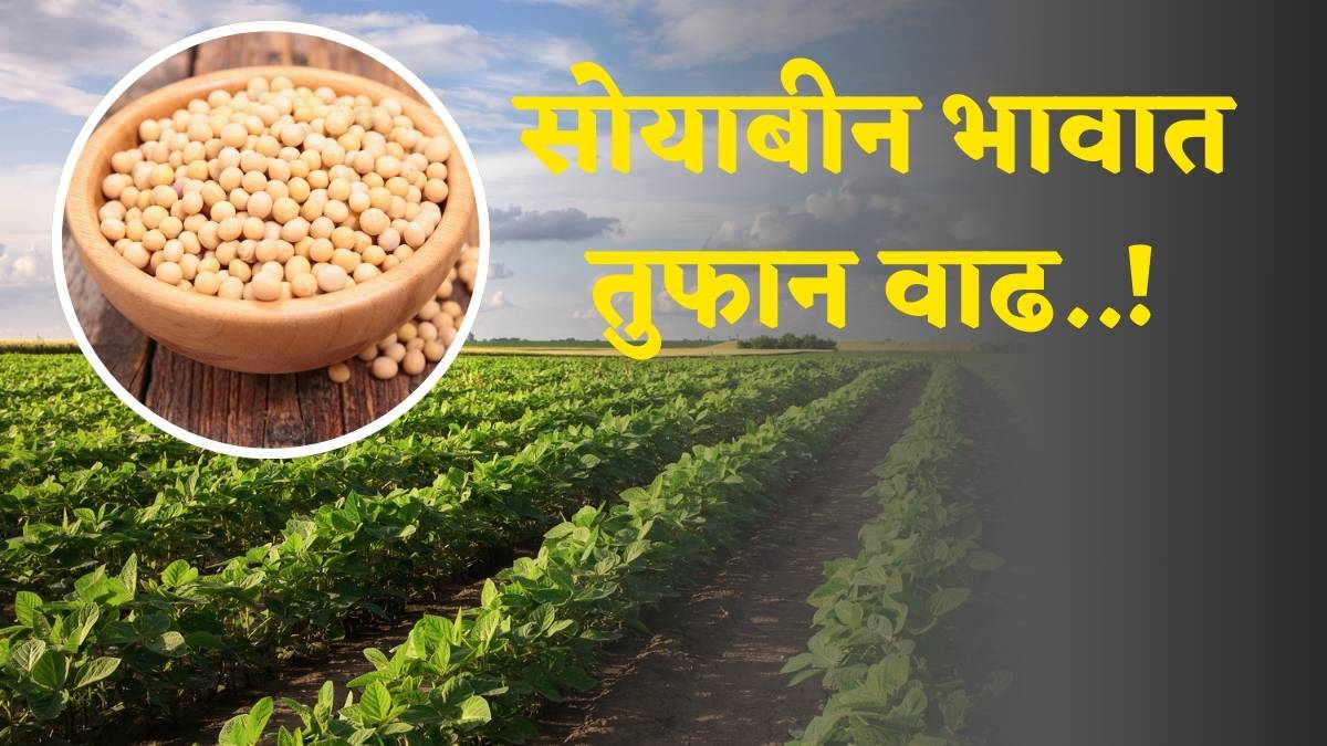 Soyabean Rate Today 30 January