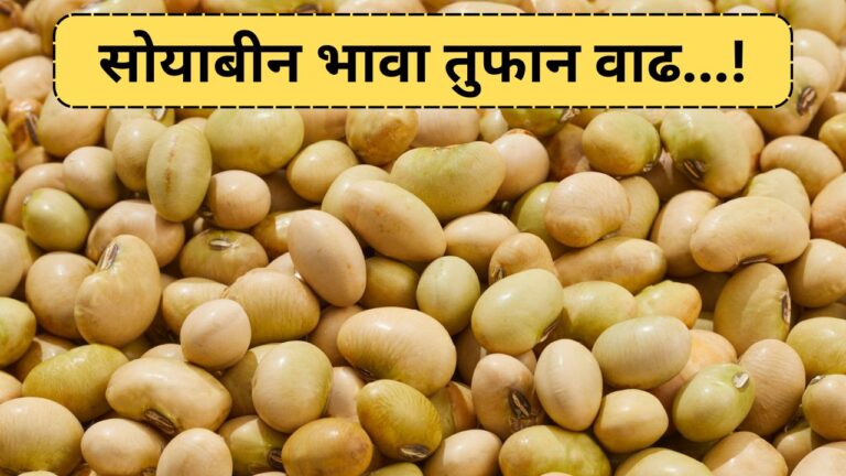 Soyabean price today 29 August 2025