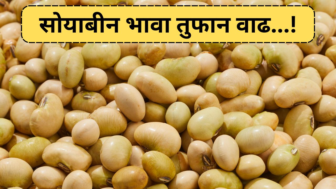 Soyabean price today 29 August 2025
